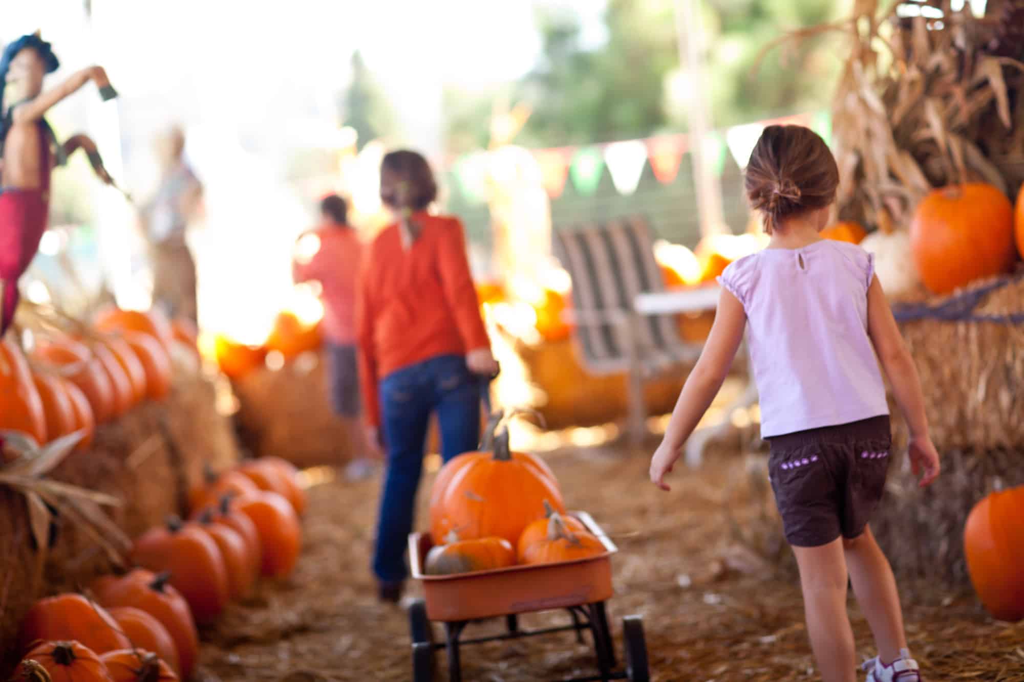 Little Girls Pulling Their Pumpkins In A Wagon At A Pumpkin Patch One Fall Day.