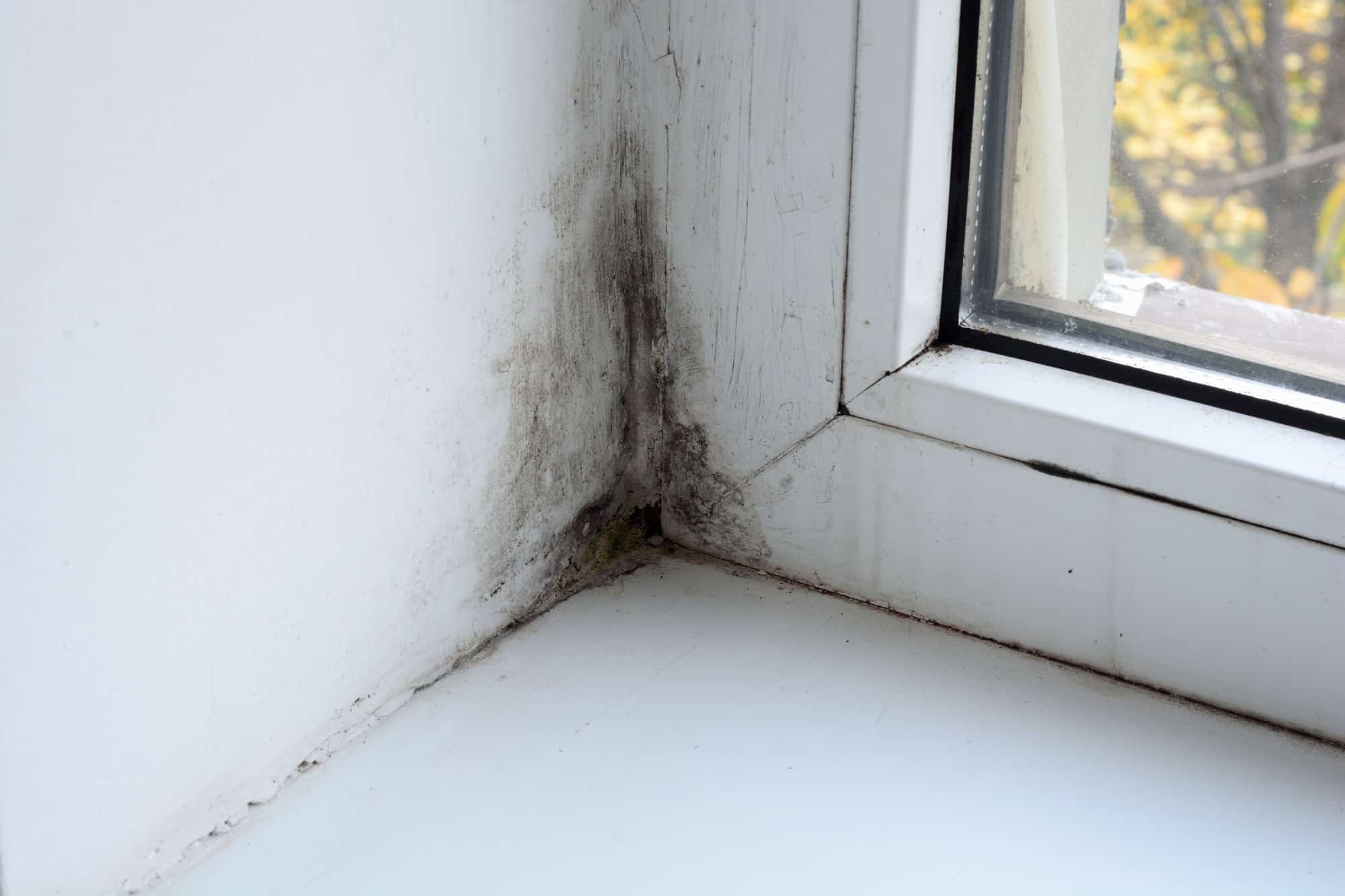 Mold in the corner of white walls.