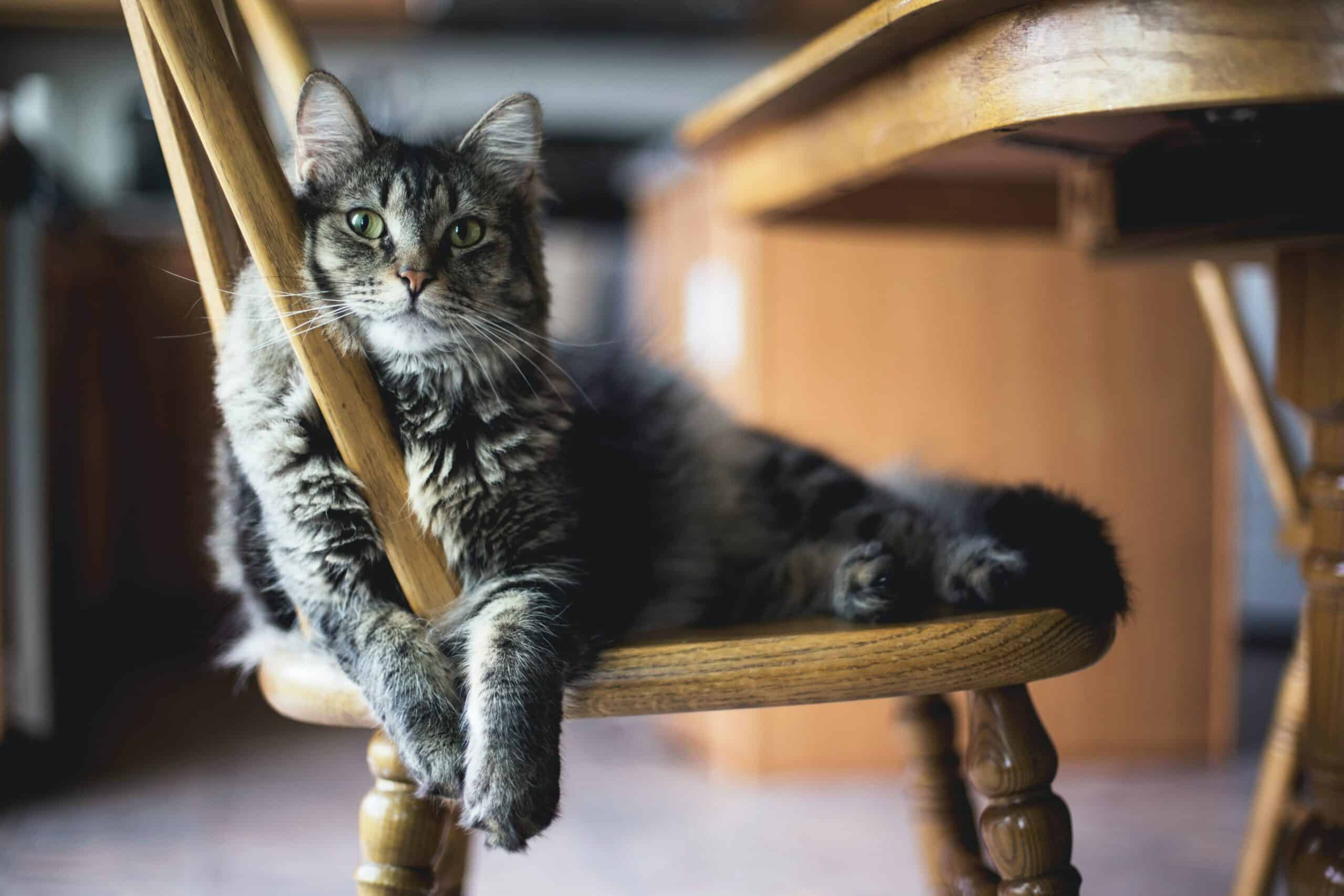 Gray cat lying on a wooden dining chair.