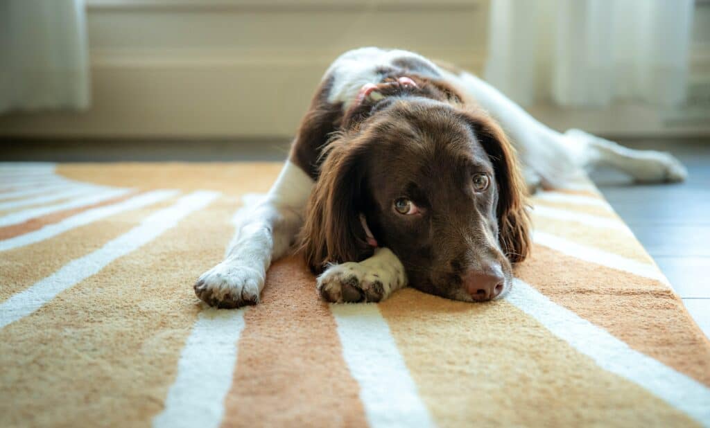 Top Tips To Easily Clean Dog Diarrhea From Carpet Anita S Housekeeping