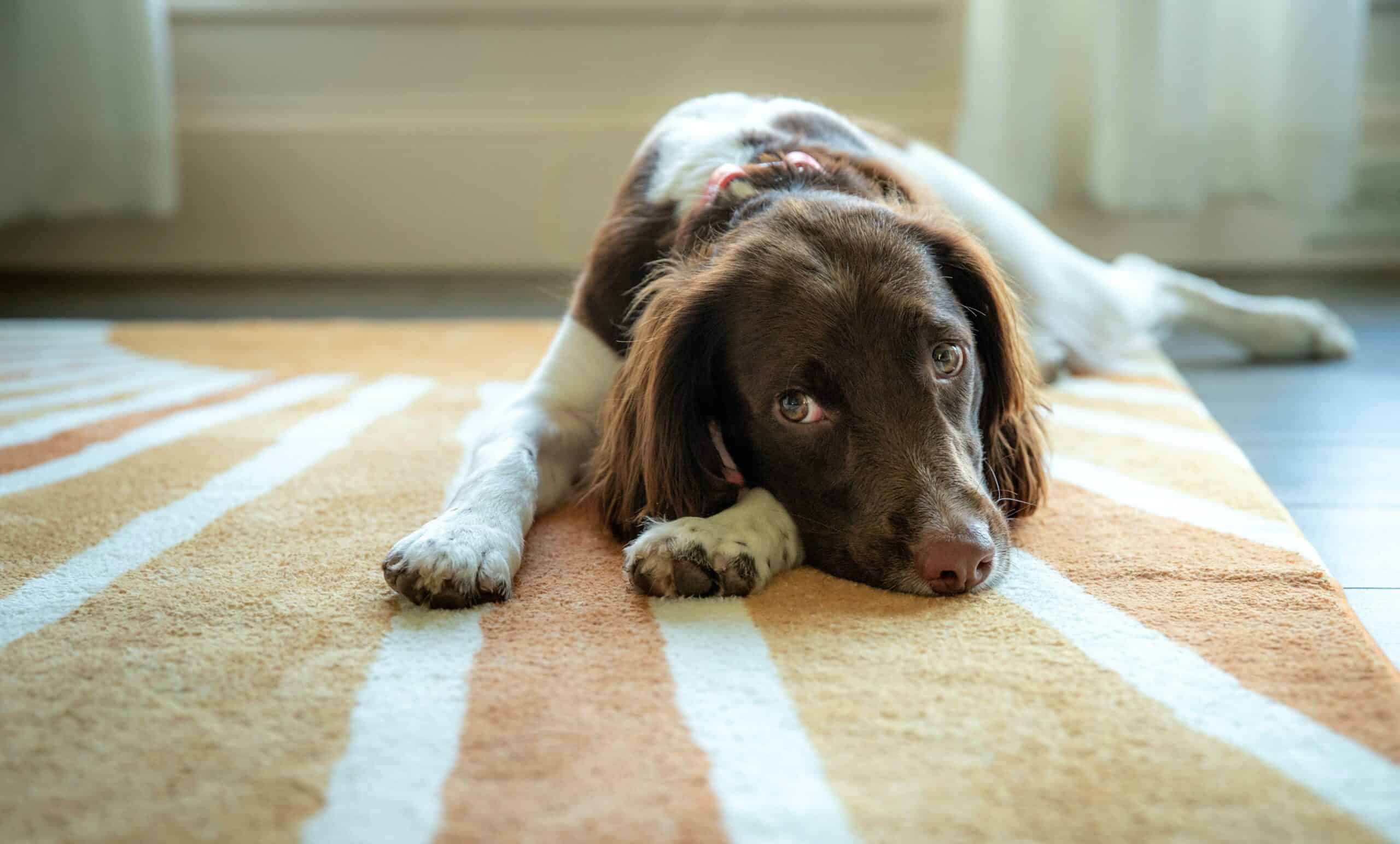 Dog lying down on carpet.