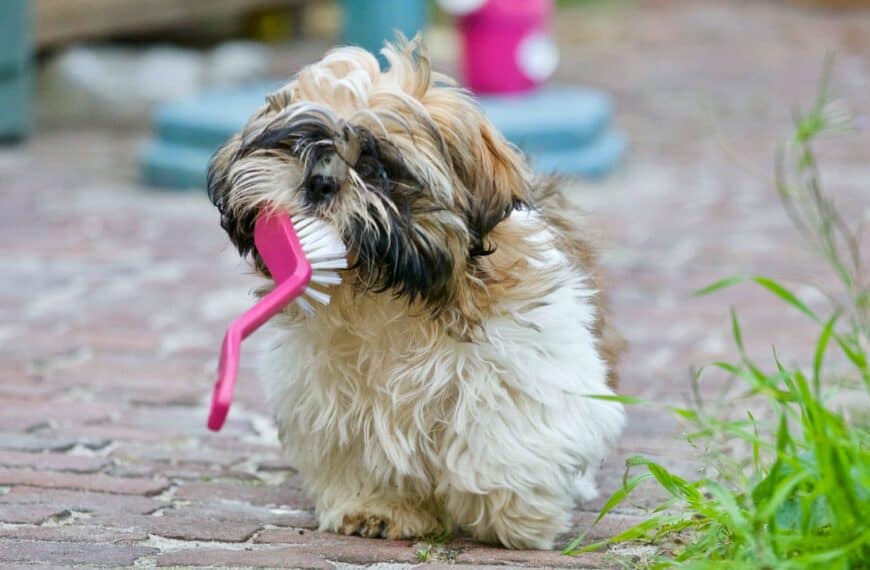 6 Cleaning Tools Every Pet Owner Needs to Have