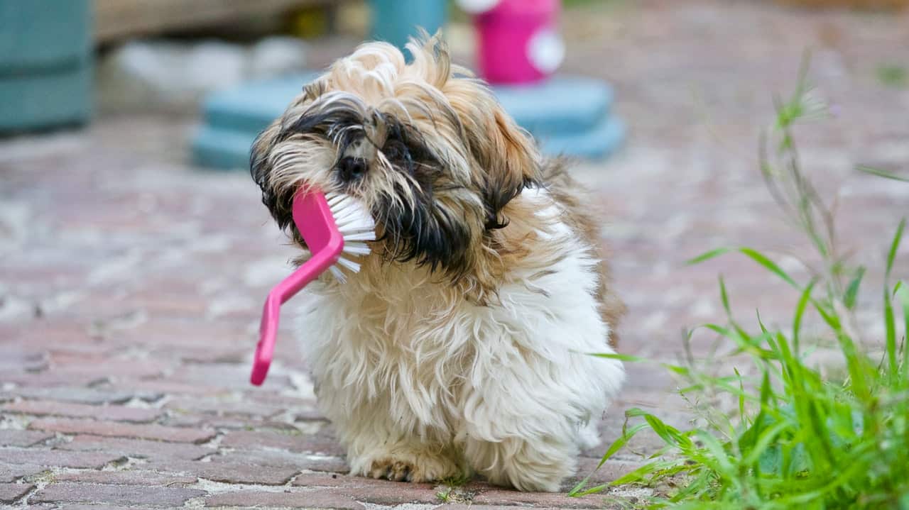 A happy dog running with a brush.