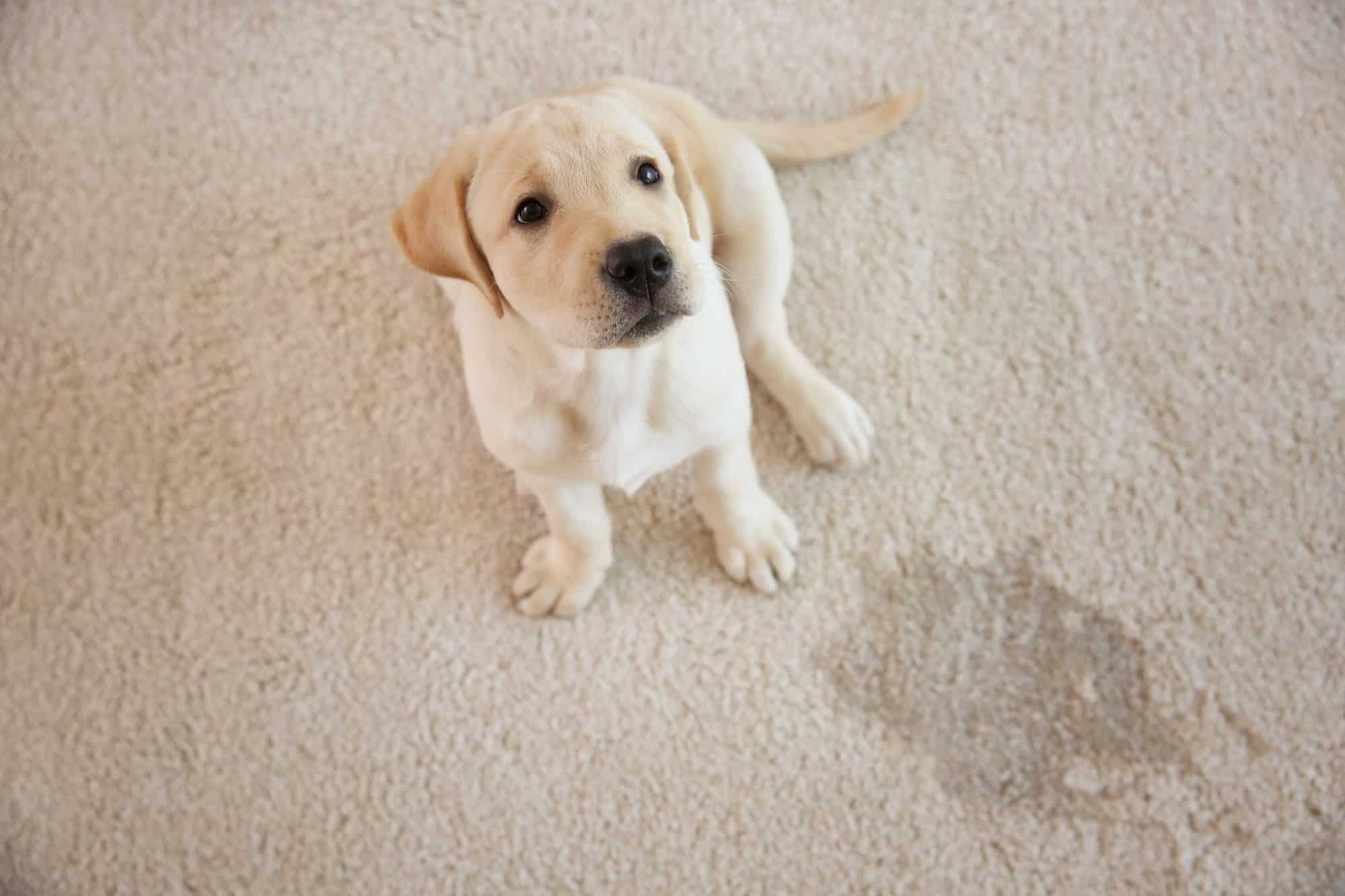 Puppy sitting on carpet near wet spot.