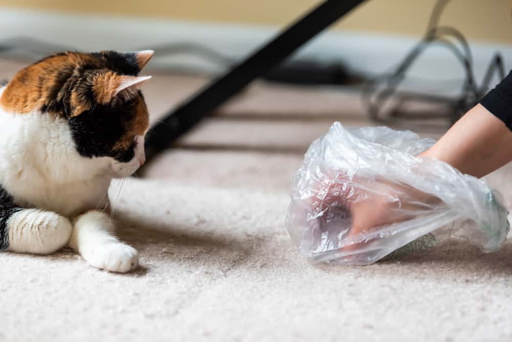 How to get poop stains out of carpet.