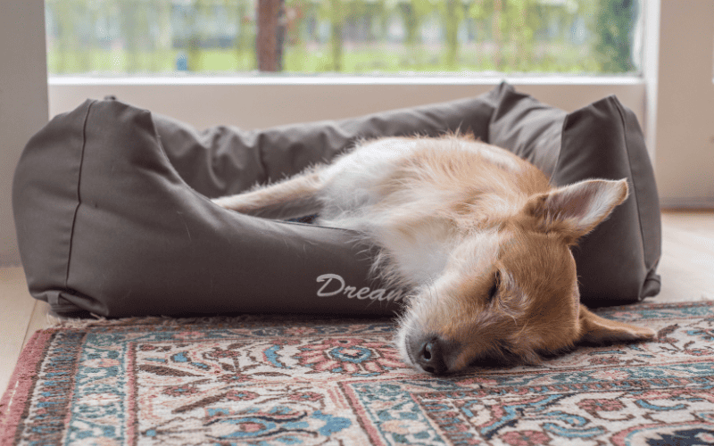 How to wash dog beds.