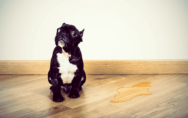 How to remove old black urine stains from hardwood floors