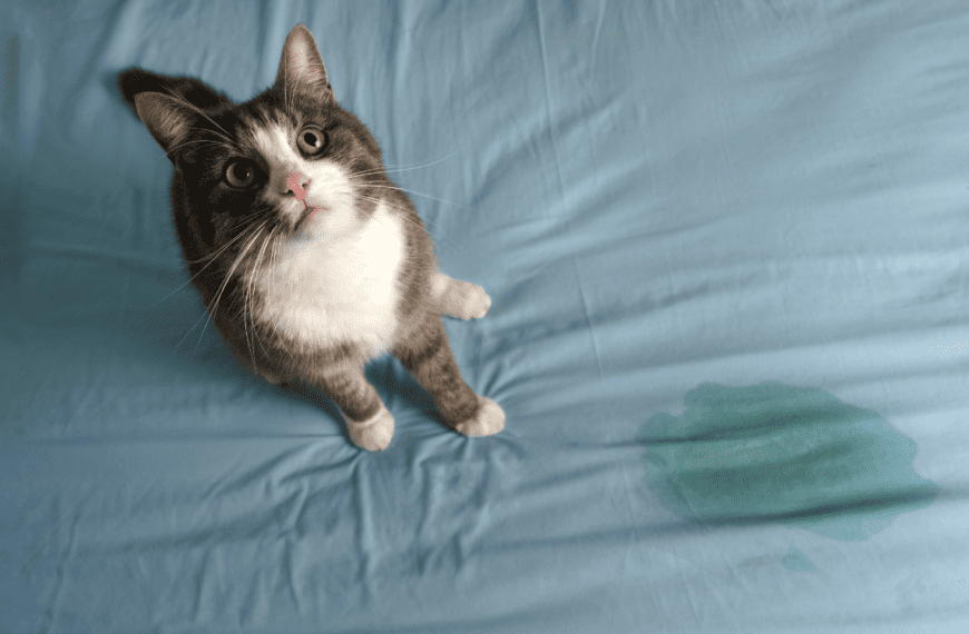 The Do's And Don'ts Of Cleaning With Vinegar Anita's Housekeeping