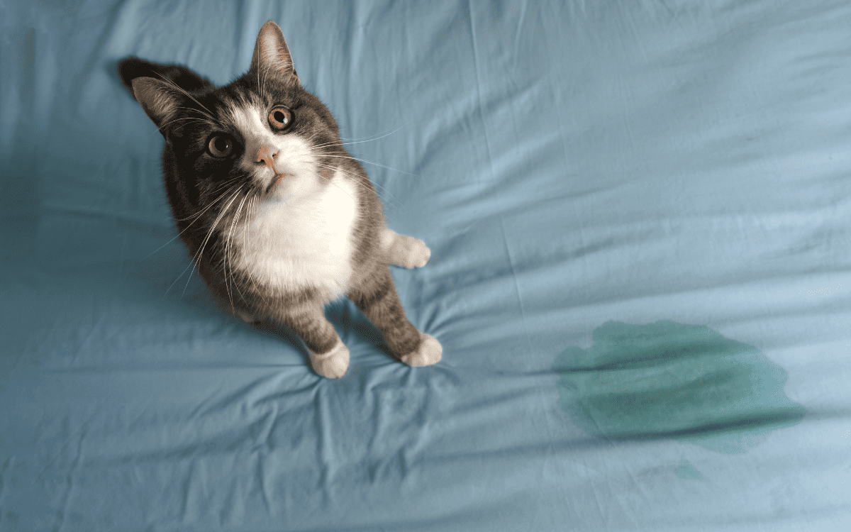 How to clean cat pee from mattress