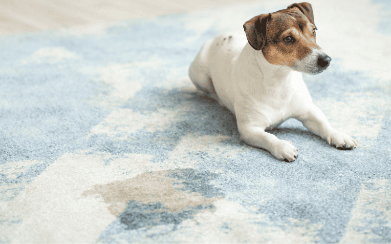 How to remove old urine stains from carpet
